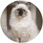 Zenzy chocolate point Ragdoll